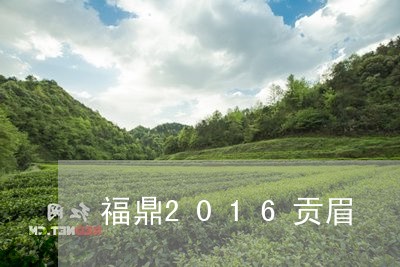 福鼎2016贡眉/2023090719968