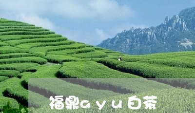 福鼎ayu白茶/2023060831828