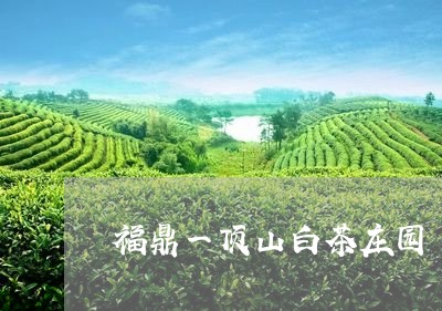 福鼎一顶山白茶庄园/2023120387147