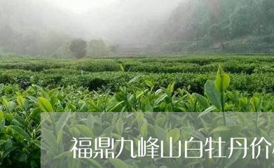 福鼎九峰山白牡丹价格/2023120942506