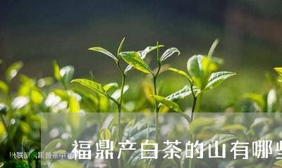 福鼎产白茶的山有哪些/2023120614049