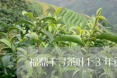 福鼎千寻茶叶13年贡眉/2023092522937