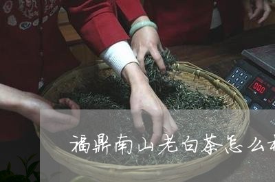 福鼎南山老白茶怎么样口感/2023042692937