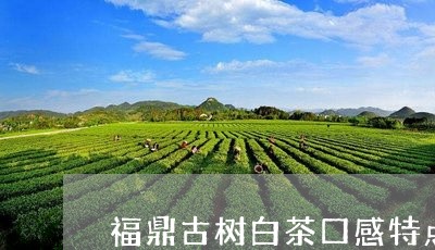 福鼎古树白茶口感特点/2023091546353