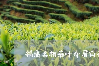 福鼎名相茶叶寿眉白茶/2023120762946