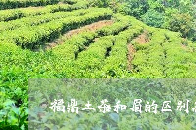 福鼎土茶和眉的区别在哪/2023042631403