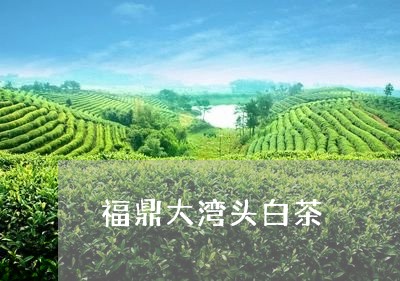 福鼎大湾头白茶/2023060836491