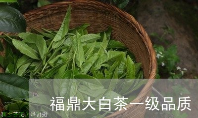 福鼎大白茶一级品质/2023120581706