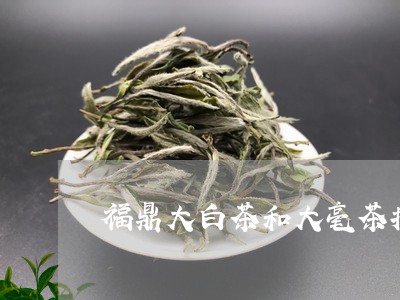 福鼎大白茶和大毫茶拼配/2023092172837