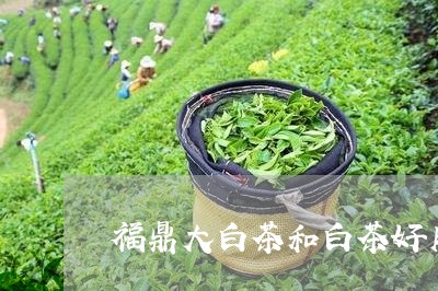 福鼎大白茶和白茶好用区别/2023042678362