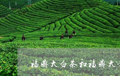 福鼎大白茶和福鼎大毫茶区别在哪/2023062825047