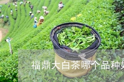 福鼎大白茶哪个品种好/2023120804746