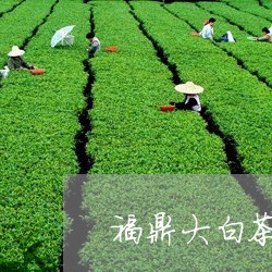 福鼎大白茶大毫茶价格/2023120619503