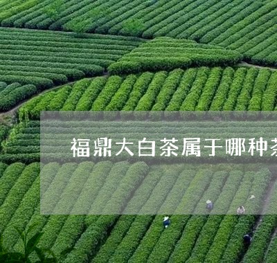 福鼎大白茶属于哪种茶/2023120726378