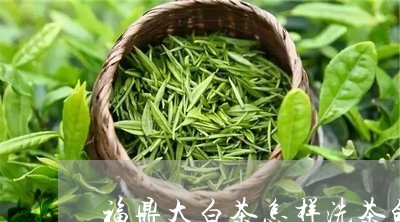 福鼎大白茶怎样洗茶的视频/2023042651492