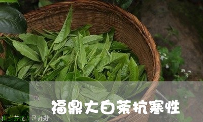 福鼎大白茶抗寒性/2023112523058