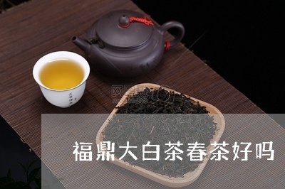 福鼎大白茶春茶好吗/2023120551862