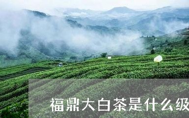 福鼎大白茶是什么级别/2023120888159