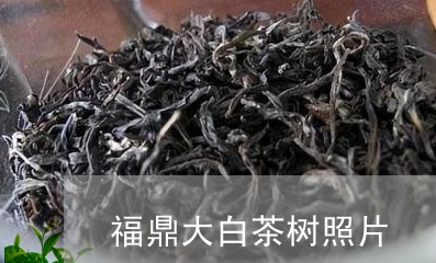 福鼎大白茶树照片/2023112523735