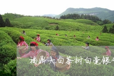 福鼎大白茶树白毫银针/2023120606163