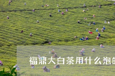 福鼎大白茶用什么泡的茶叶/2023042682748