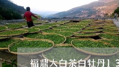 福鼎大白茶白牡丹13年/2023092272805