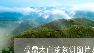 福鼎大白茶茶饼图片及价格/2023042639391