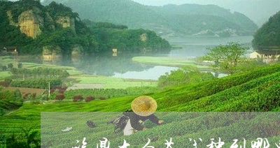 福鼎大白茶试种到哪里/2023120815815