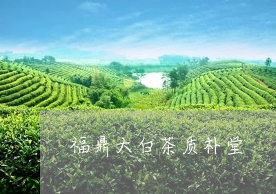 福鼎大白茶质朴堂/2023112656147