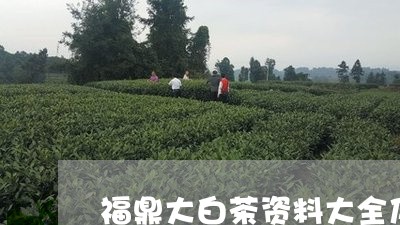 福鼎大白茶资料大全及图片/2023041794946