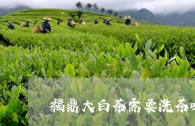 福鼎大白茶需要洗茶吗/2023120641594