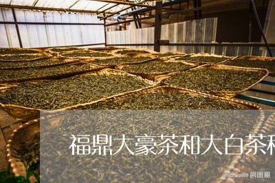 福鼎大豪茶和大白茶种植/2023110173826