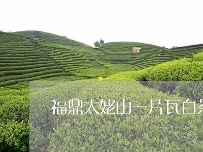 福鼎太姥山一片瓦白茶/2023091510603