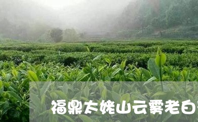 福鼎太姥山云雾老白茶/2023091577469