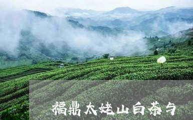 福鼎太姥山白茶与磻溪白茶/2023041741481