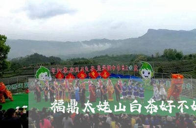 福鼎太姥山白茶好不好/2023091544826