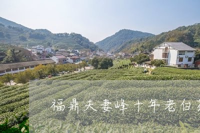 福鼎夫妻峰十年老白茶价格/2023110901704