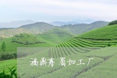 福鼎寿眉加工厂/2023112406378