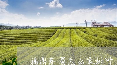 福鼎寿眉怎么像树叶/2023120493827