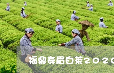 福鼎寿眉白茶2020/2023120749503