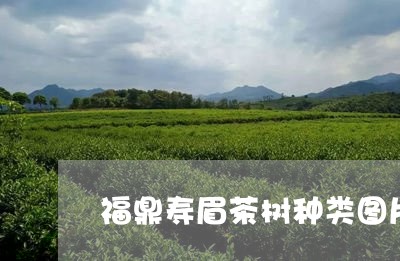 福鼎寿眉茶树种类图片欣赏/2023041771606