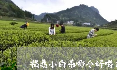 福鼎小白茶哪个好喝又好喝/2023042653037