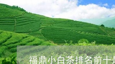 福鼎小白茶排名前十是哪些/2023041732513