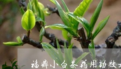 福鼎小白茶药用功效是什么/2023062726370