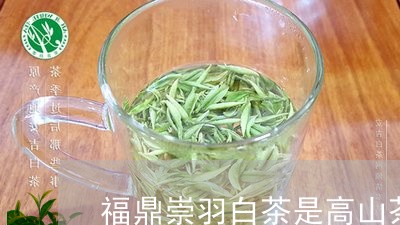 福鼎崇羽白茶是高山茶吗/2023092230825