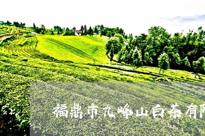 福鼎市九峰山白茶有限公司/2023110933837