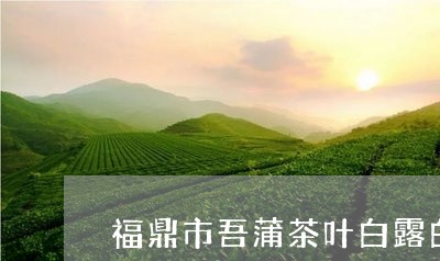 福鼎市吾蒲茶叶白露白茶/2023092135140