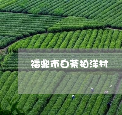 福鼎市白茶柏洋村/2023090902037