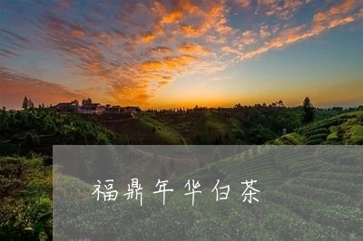 福鼎年华白茶/2023111656460