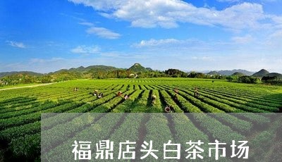 福鼎店头白茶市场/2023112516158